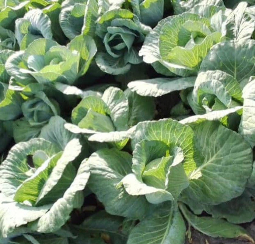 Cabbages from Uganda from Uganda